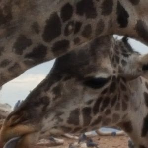 Meet your Posher, Paula